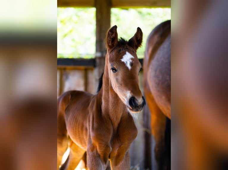 Weitere Warmblüter Hengst Fohlen (04/2026) Brauner in Horst