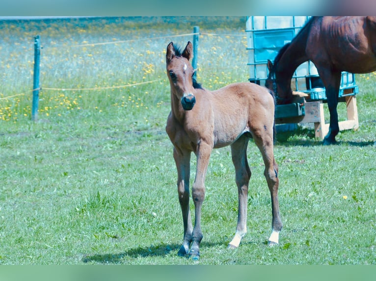 Weitere Warmblüter Hengst  Brauner in Schadneramt