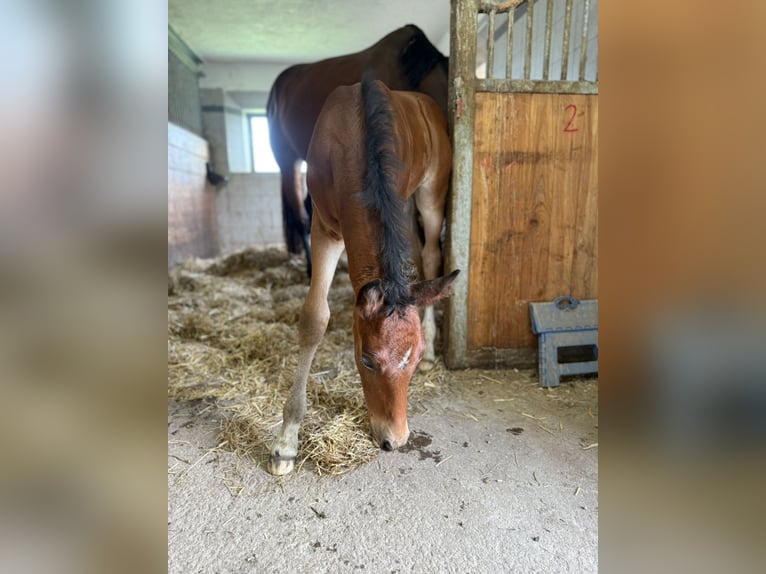 Weitere Warmblüter Mix Hengst  Brauner in St Koloman