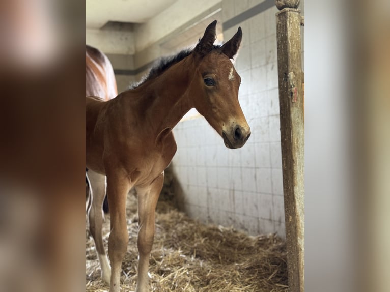 Weitere Warmblüter Mix Hengst  Brauner in St Koloman