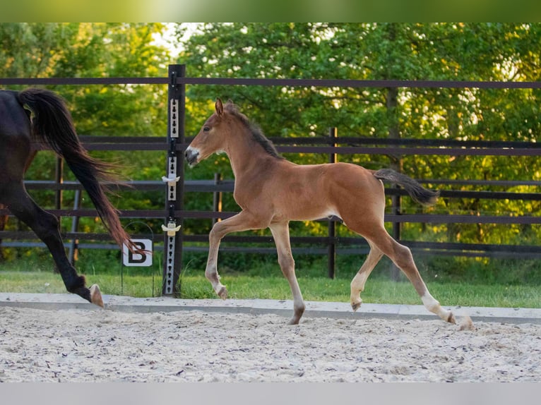 Weitere Warmblüter Hengst Fohlen (04/2026) Brauner in Entschendorf