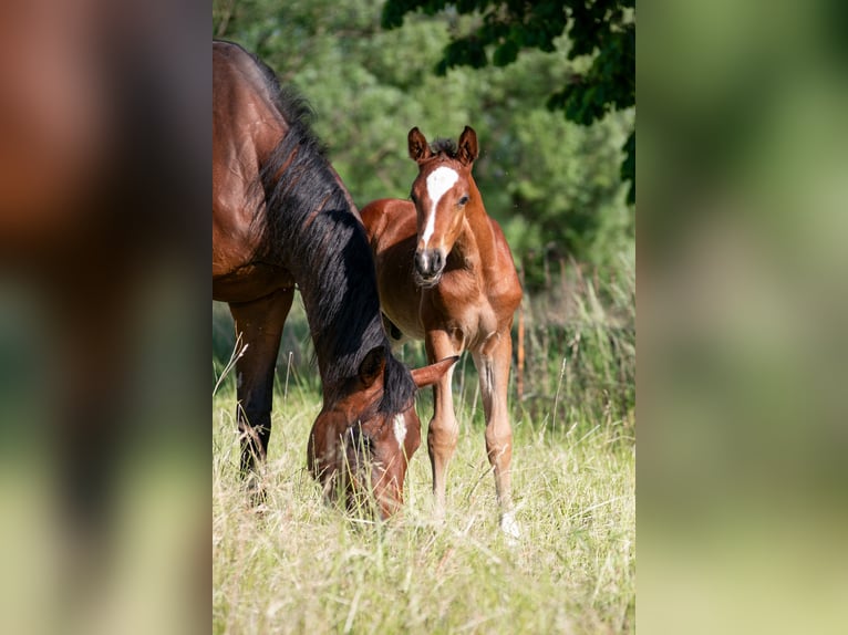 Weitere Warmblüter Hengst  Brauner in Stulln