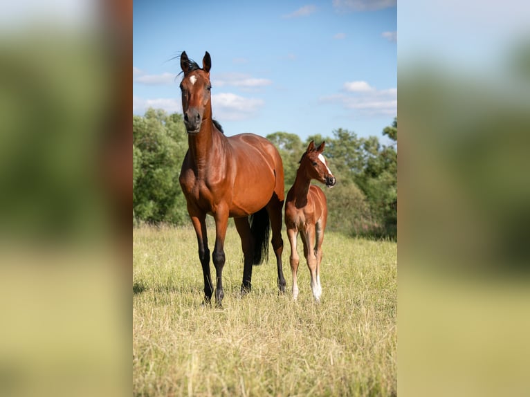 Weitere Warmblüter Hengst  Brauner in Stulln