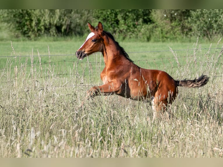 Weitere Warmblüter Hengst  Brauner in Stulln