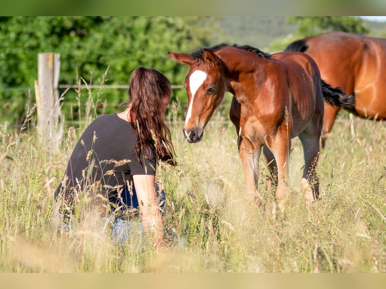 Weitere Warmblüter Hengst  Brauner in Stulln