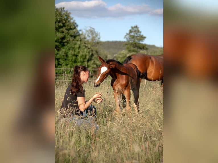 Weitere Warmblüter Hengst  Brauner in Stulln