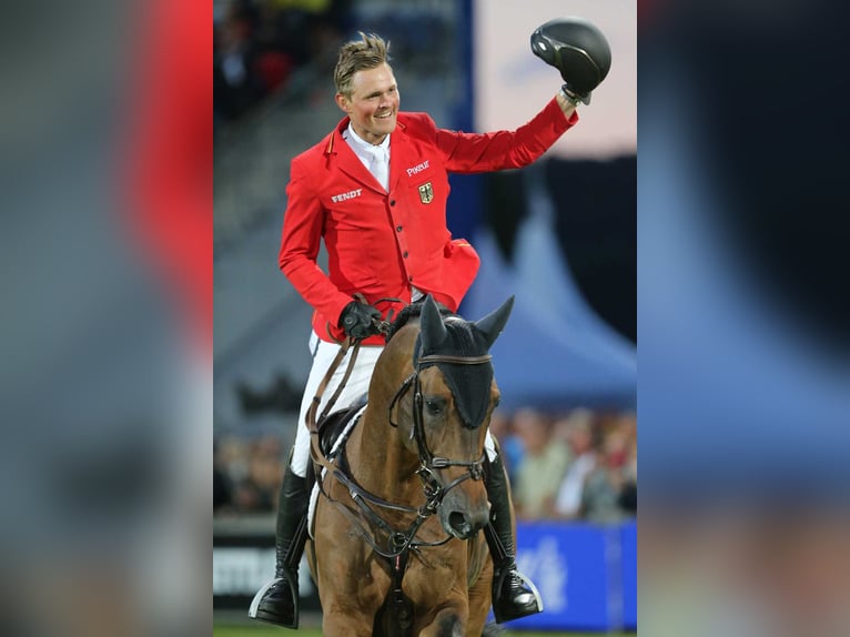 Weitere Warmblüter Hengst Fohlen (03/2026) Dunkelbrauner in Heubach