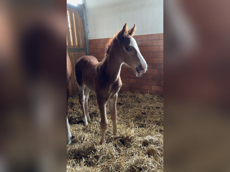 Weitere Warmblüter Hengst  Fuchs in Haarbach