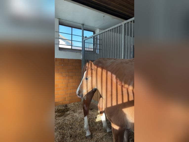 Weitere Warmblüter Hengst  Fuchs in Haarbach
