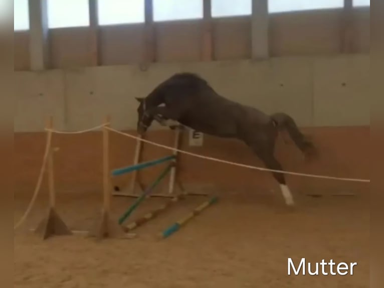 Weitere Warmblüter Hengst  Fuchs in Stulln