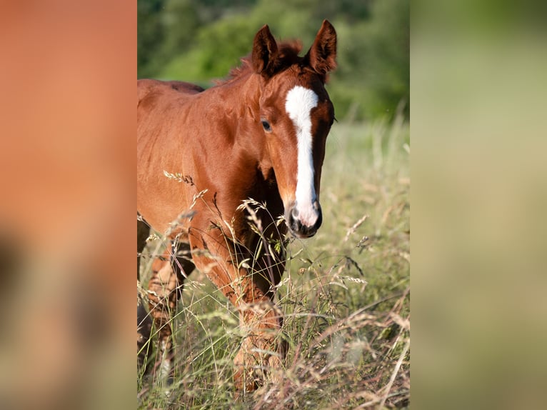 Weitere Warmblüter Hengst  Fuchs in Stulln