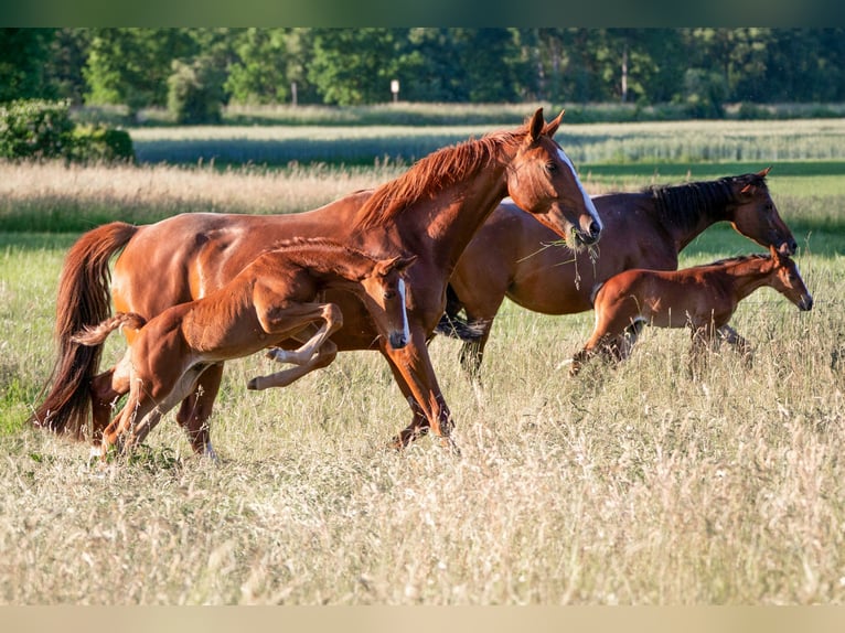 Weitere Warmblüter Hengst  Fuchs in Stulln
