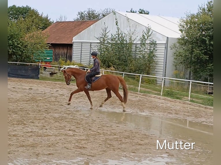 Weitere Warmblüter Hengst  Fuchs in Stulln