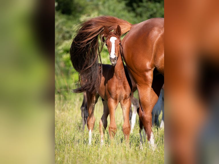 Weitere Warmblüter Hengst  Fuchs in Stulln