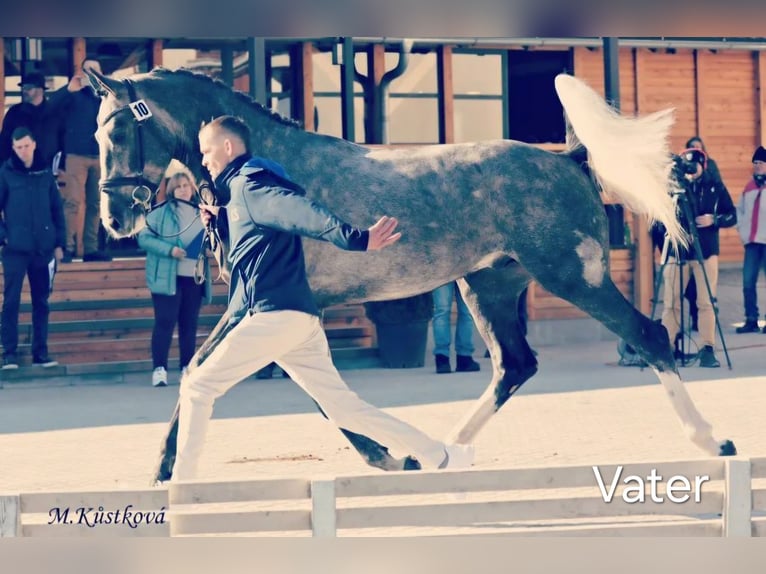 Weitere Warmblüter Hengst  Fuchs in Stulln