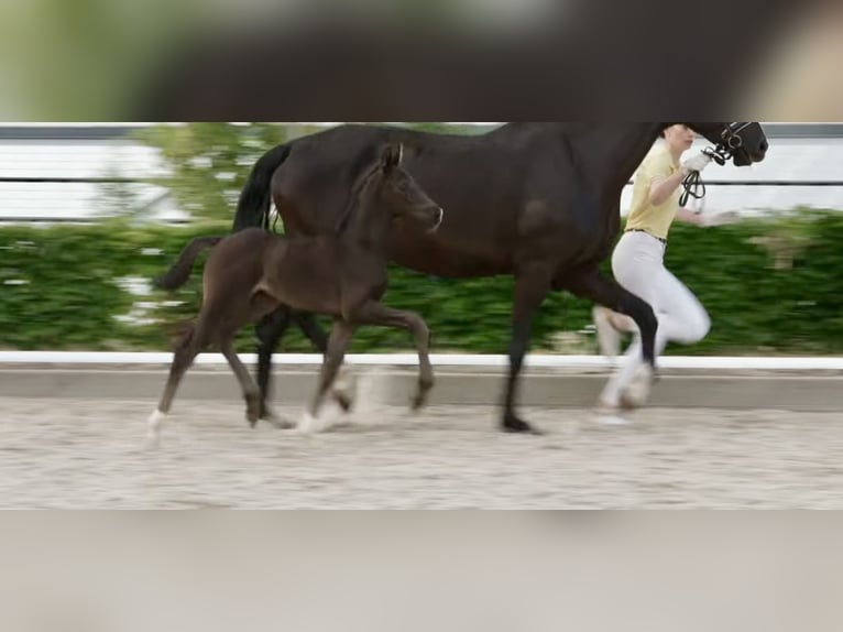 Weitere Warmblüter Hengst Fohlen (02/2026) Rappe in Dortmund