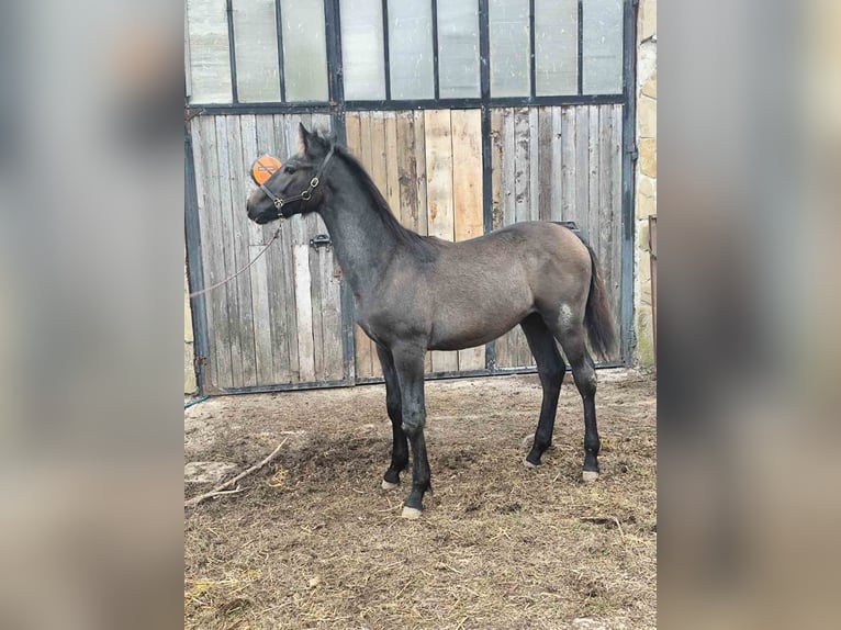 Weitere Warmblüter Hengst Fohlen (04/2025) Rappschimmel in &#x421;&#x43E;&#x444;&#x438;&#x44F; / Sofija