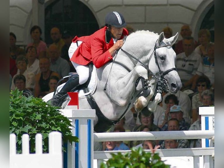 Weitere Warmblüter Hengst Fohlen (04/2025) Rappschimmel in &#x421;&#x43E;&#x444;&#x438;&#x44F; / Sofija