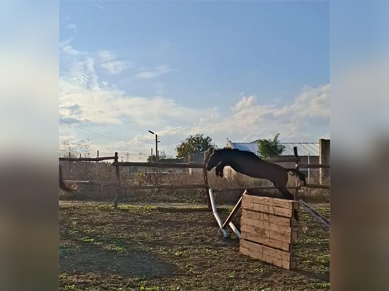 Weitere Warmblüter Hengst Fohlen (04/2025) Rappschimmel in &#x421;&#x43E;&#x444;&#x438;&#x44F; / Sofija
