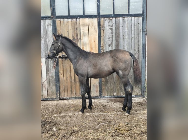 Weitere Warmblüter Hengst Fohlen (04/2025) Rappschimmel in &#x421;&#x43E;&#x444;&#x438;&#x44F; / Sofija