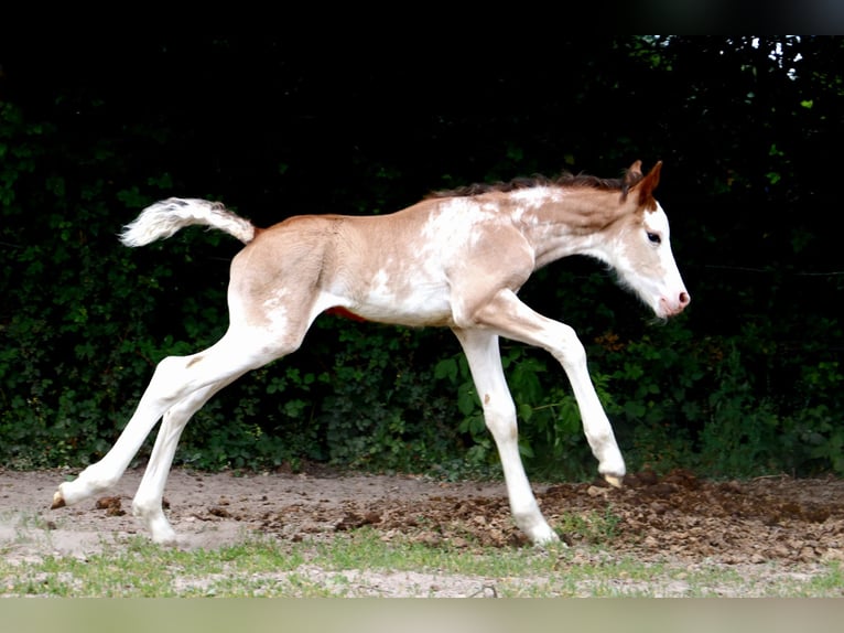 Weitere Warmblüter Hengst  Sabino in Bou&#xE9;e