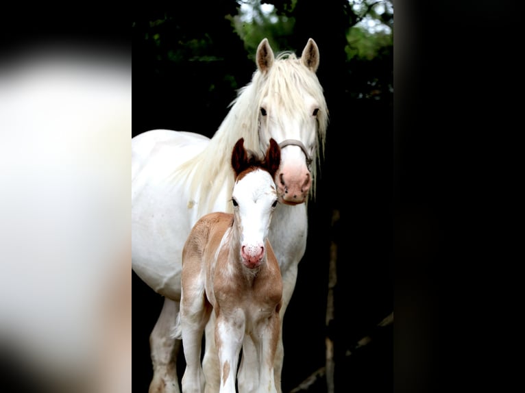 Weitere Warmblüter Hengst  Sabino in Bou&#xE9;e