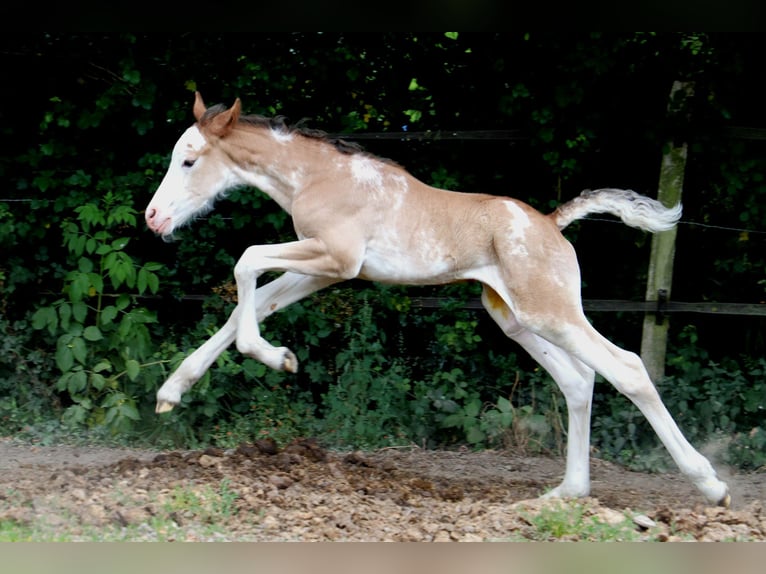 Weitere Warmblüter Hengst  Sabino in Bou&#xE9;e