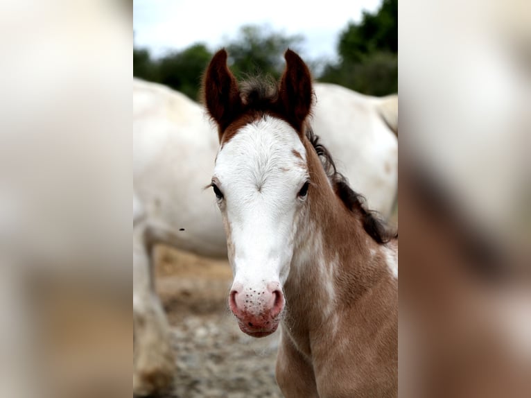 Weitere Warmblüter Hengst  Sabino in Bou&#xE9;e
