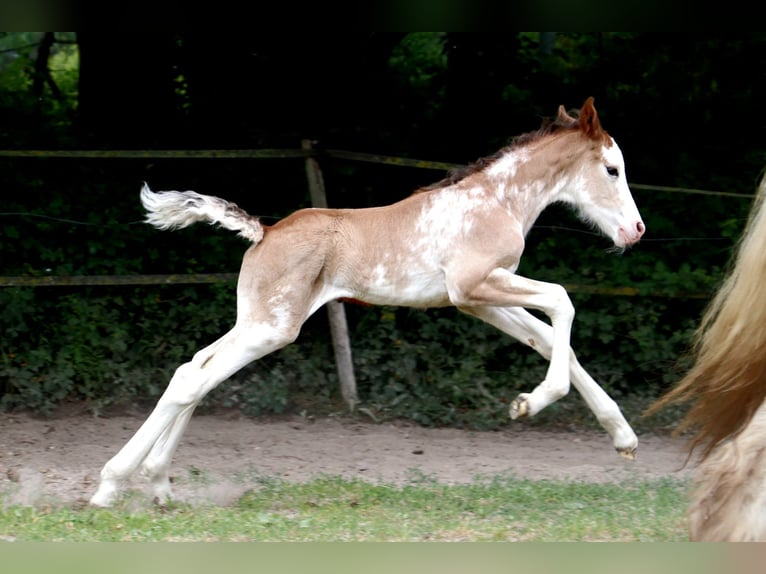 Weitere Warmblüter Hengst  Sabino in Bou&#xE9;e