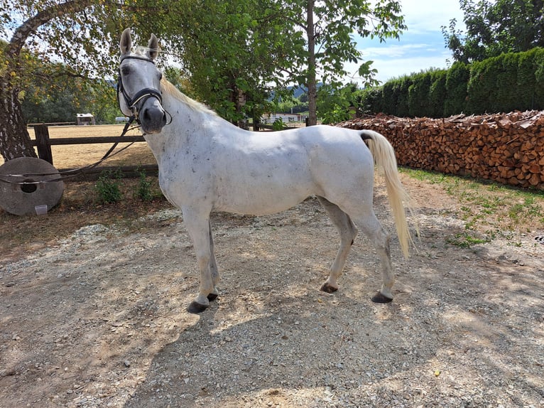 Weitere Warmblüter Mix Stute 10 Jahre 154 cm Schimmel in Haideggendorf