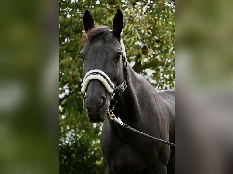 Weitere Warmblüter Mix Stute 10 Jahre 155 cm Dunkelbrauner in Neulengbach