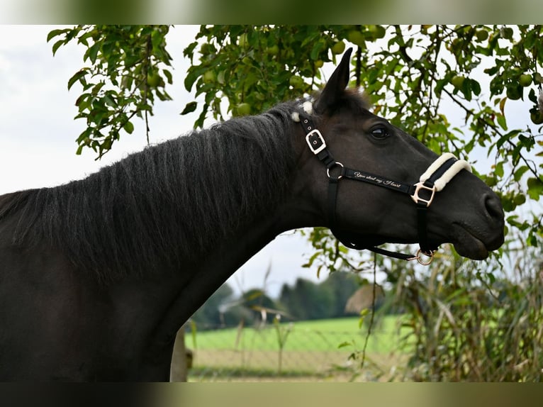Weitere Warmblüter Mix Stute 10 Jahre 155 cm Dunkelbrauner in Neulengbach