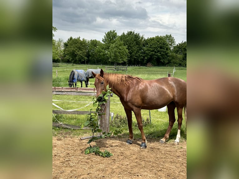 Weitere Warmblüter Stute 10 Jahre 157 cm Fuchs in Erftstadt