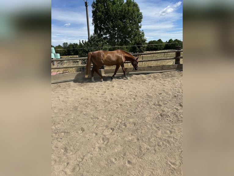 Weitere Warmblüter Stute 10 Jahre 157 cm Fuchs in Erftstadt