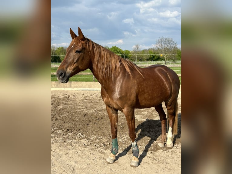 Weitere Warmblüter Stute 10 Jahre 157 cm Fuchs in Erftstadt