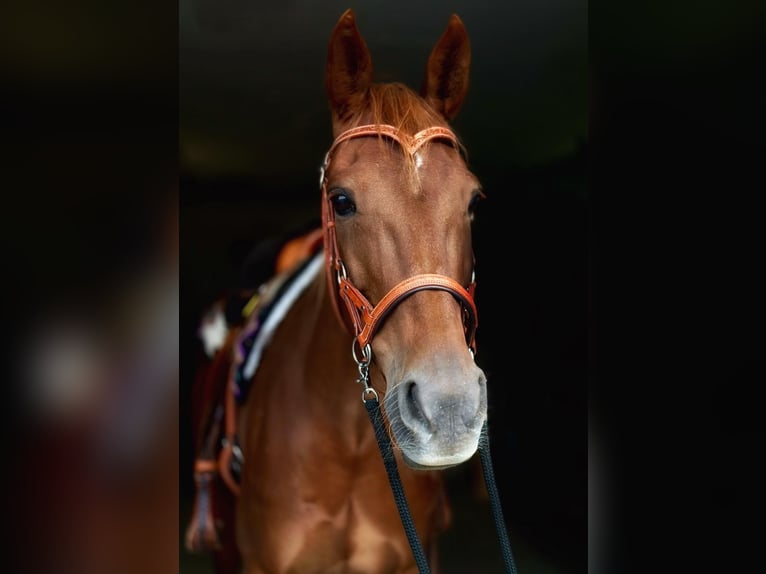 Weitere Warmblüter Stute 10 Jahre 157 cm Fuchs in Erftstadt