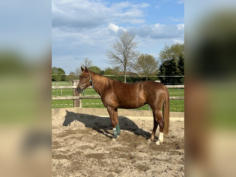 Weitere Warmblüter Stute 10 Jahre 157 cm Fuchs in Erftstadt