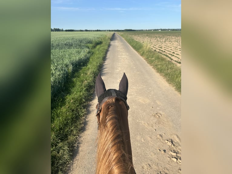 Weitere Warmblüter Stute 10 Jahre 157 cm Fuchs in Erftstadt