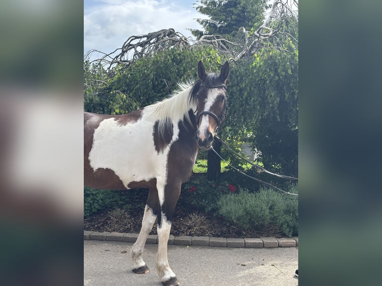 Weitere Warmblüter Stute 10 Jahre 158 cm Schecke in Iggingen