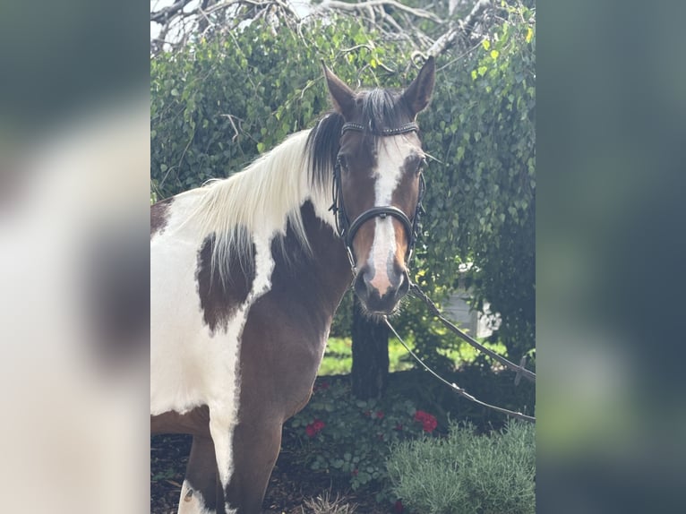 Weitere Warmblüter Stute 10 Jahre 158 cm Schecke in Iggingen