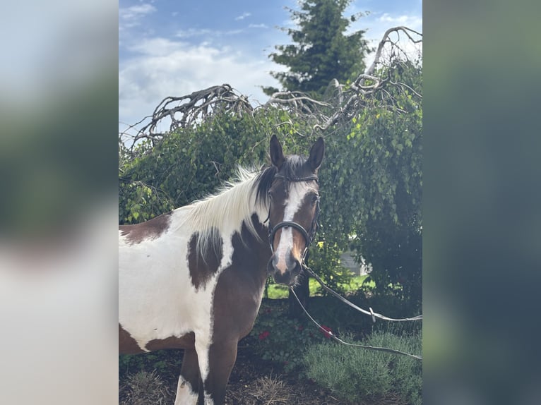 Weitere Warmblüter Stute 10 Jahre 158 cm Schecke in Iggingen