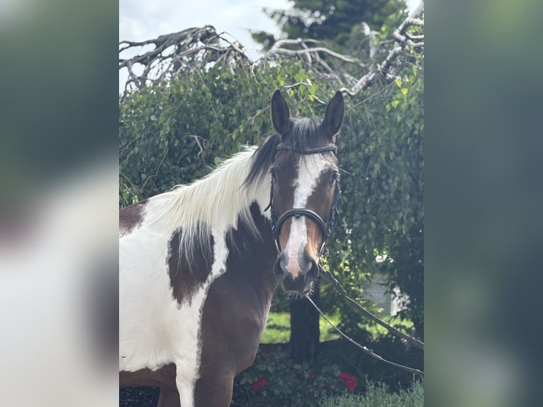 Weitere Warmblüter Stute 10 Jahre 158 cm Schecke in Iggingen
