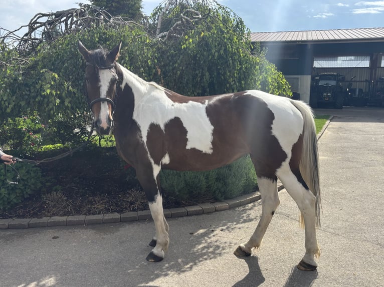 Weitere Warmblüter Stute 10 Jahre 158 cm Schecke in Iggingen