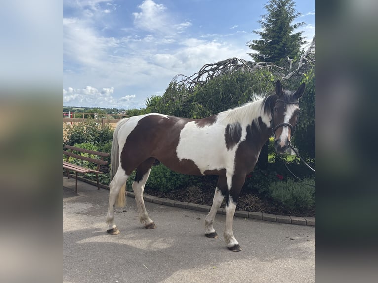 Weitere Warmblüter Stute 10 Jahre 158 cm Schecke in Iggingen