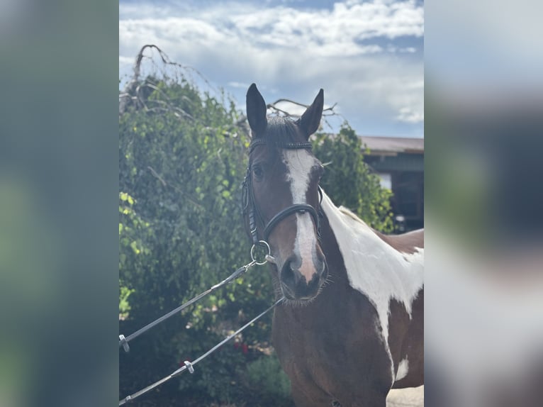 Weitere Warmblüter Stute 10 Jahre 158 cm Schecke in Iggingen