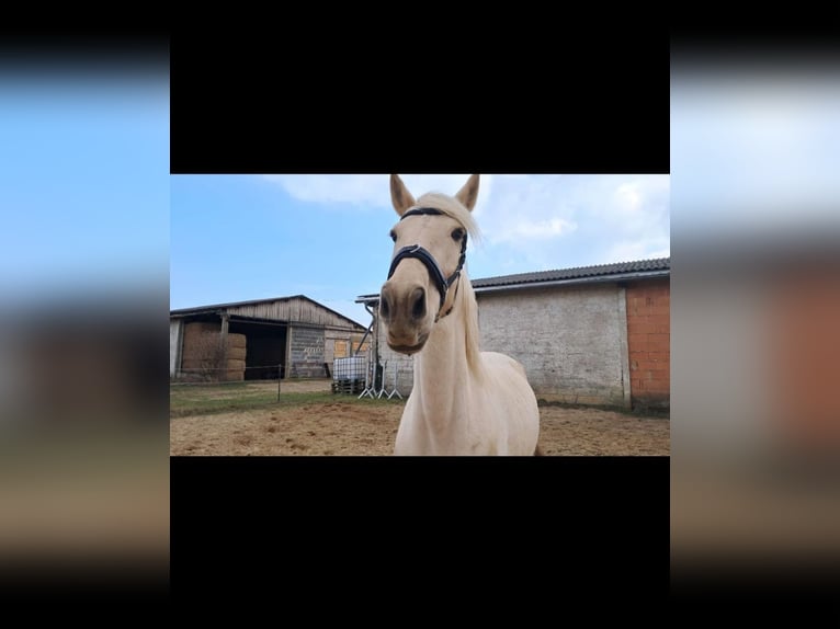 Weitere Warmblüter Stute 10 Jahre 160 cm in Z&#xF6;rbig