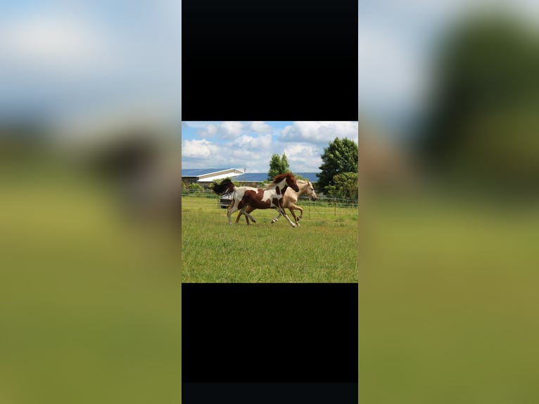 Weitere Warmblüter Stute 10 Jahre 160 cm in Z&#xF6;rbig