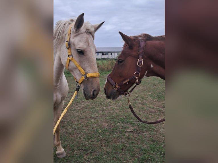 Weitere Warmblüter Stute 10 Jahre 160 cm in Z&#xF6;rbig