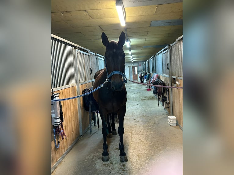 Weitere Warmblüter Stute 10 Jahre 165 cm Brauner in St. Valentin