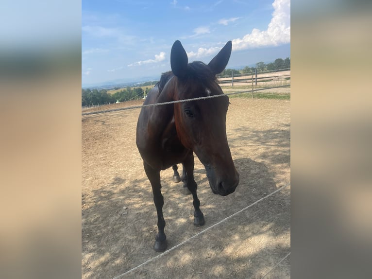 Weitere Warmblüter Stute 10 Jahre 165 cm Brauner in St. Valentin